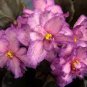 200 seeds African Violet Seeds Purple Damask Petala with White Edge