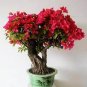 50 seeds Bougainvillea Seeds - Red Flowers