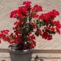 50 seeds Bougainvillea Seeds - Red Flowers