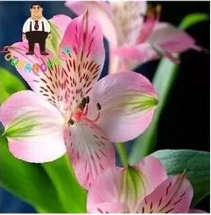 100 seeds Peruvian Lily Alstroemeria Seeds