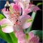 100 seeds Peruvian Lily Alstroemeria Seeds