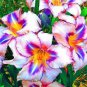 100 seeds Peruvian Lily Alstroemeria Seeds