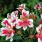 100 seeds Peruvian Lily Alstroemeria Seeds