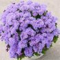 200 seeds Chinese Ageratum Conyzoides Callistephus Chinensis Aster