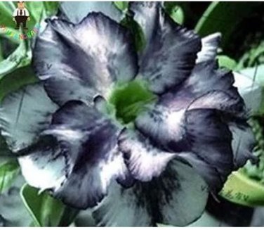 2 seeds Desert Rose Adenium Seeds - Black White Single Petal Flowers
