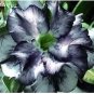 2 seeds Desert Rose Adenium Seeds - Black White Single Petal Flowers