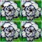 2 seeds Desert Rose Adenium Seeds - Black White Single Petal Flowers