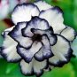 2 seeds Desert Rose Adenium Seeds - Black White Single Petal Flowers