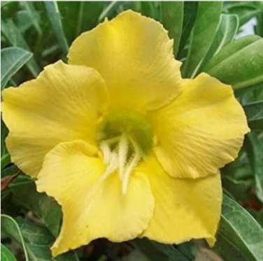 1 seeds Desert Rose Seed - Fully Yellow Single Flowers