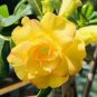 1 seeds Desert Rose Seed - Fully Yellow Single Flowers