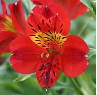 100 seeds Rare Peruvian Lily Alstroemeria Red Flowers with Little Yellow Black Spots