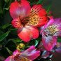 100 seeds Rare Peruvian Lily Alstroemeria Red Flowers with Little Yellow Black Spots