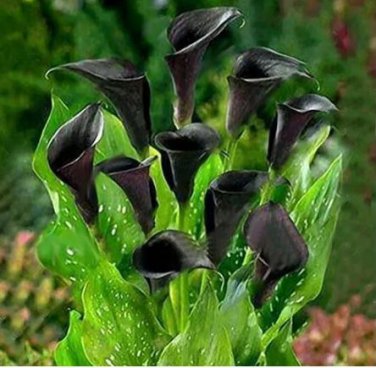 50 seeds Calla Lily Seeds - Black Color