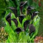 50 seeds Calla Lily Seeds - Black Color