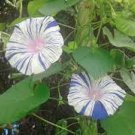 20 seeds 'Phoebe' White Blue Stripes Morning Glory Climbing Flowers