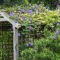 20 seeds 'Phoebe' White Blue Stripes Morning Glory Climbing Flowers