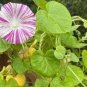 20 seeds 'Phoebe' White Blue Stripes Morning Glory Climbing Flowers