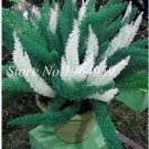 100 seeds Garden Foxtail Fern Seeds - Dark Green White Colors