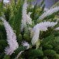 100 seeds Garden Foxtail Fern Seeds - Dark Green White Colors
