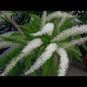 100 seeds Garden Foxtail Fern Seeds - Dark Green White Colors