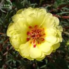 220 seeds Oriole Sunflowers Yellow Portulaca Grandiflora