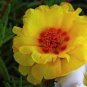 220 seeds Oriole Sunflowers Yellow Portulaca Grandiflora