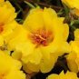 220 seeds Oriole Sunflowers Yellow Portulaca Grandiflora