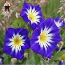 100 seeds Petunia Flower Seeds - 5 Colors Available