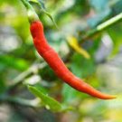 30 seeds Organic Hot Chili Red Pod Pepper Organic Vegetable