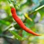 30 seeds Organic Hot Chili Red Pod Pepper Organic Vegetable