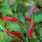 30 seeds Organic Hot Chili Red Pod Pepper Organic Vegetable