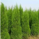 100 sees Italian Cypress Trees Seeds Platycladus Orientalis