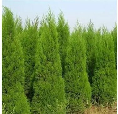 100 sees Italian Cypress Trees Seeds Platycladus Orientalis