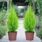 100 sees Italian Cypress Trees Seeds Platycladus Orientalis