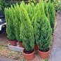 100 sees Italian Cypress Trees Seeds Platycladus Orientalis