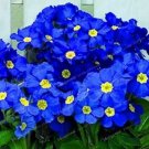 200 seeds Fragrant Evening Primrose Seeds - Dark Blue Flowers with Yellow Centre