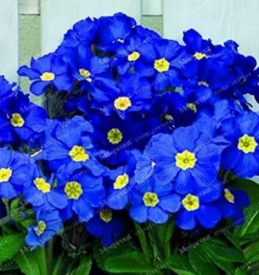 200 seeds Fragrant Evening Primrose Seeds - Dark Blue Flowers with Yellow Centre