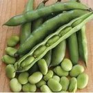6 seeds Horsebean Seeds Bonsai Nutrient-rich Vicia Faba