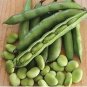 6 seeds Horsebean Seeds Bonsai Nutrient-rich Vicia Faba
