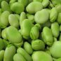 6 seeds Horsebean Seeds Bonsai Nutrient-rich Vicia Faba