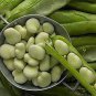 6 seeds Horsebean Seeds Bonsai Nutrient-rich Vicia Faba