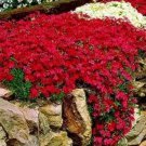 500 seeds Creeping Thyme Seeds Rock CRESS - Dark Red Flowers
