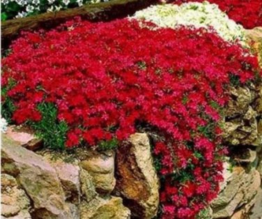 500 seeds Creeping Thyme Seeds Rock CRESS - Dark Red Flowers
