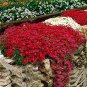 500 seeds Creeping Thyme Seeds Rock CRESS - Dark Red Flowers