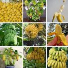 100 seeds Dwarf Banana Tree Seeds - Hybrid Fruits