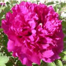 5 seeds Red Rockii Tree Peony Garden Flowers