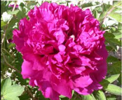 5 seeds Red Rockii Tree Peony Garden Flowers
