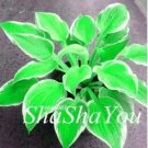 200 seeds Hosta Seeds - Bright Fresh Green Color