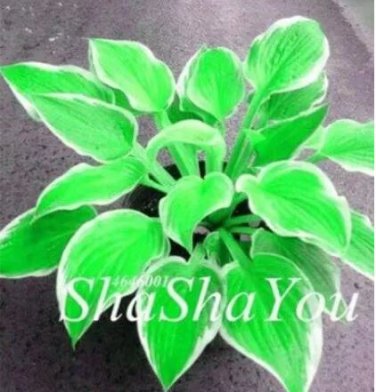 200 seeds Hosta Seeds - Bright Fresh Green Color