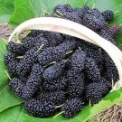 100 seeds Raspberry Seeds Big Black Mulberry Fruits